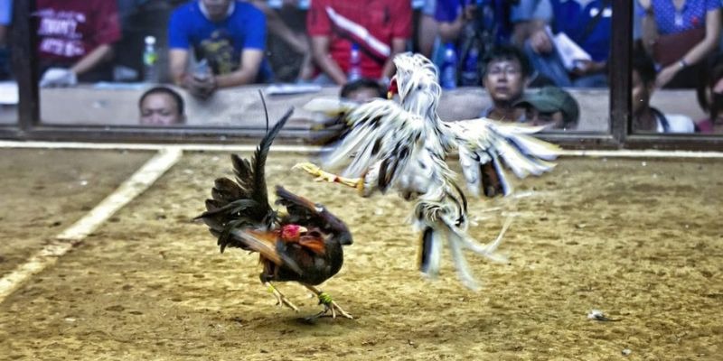 qh8888 qq88 bắn cá