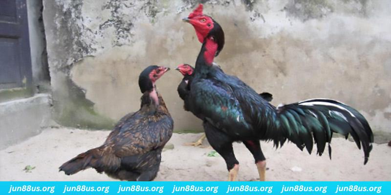 qh8888 casino hồ tràm có cho người việt vào không
